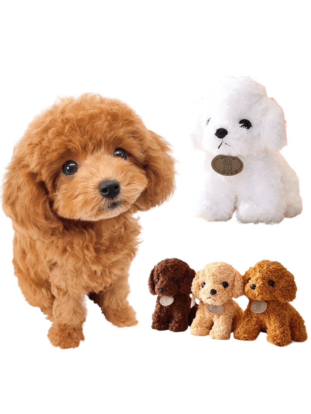 teddy