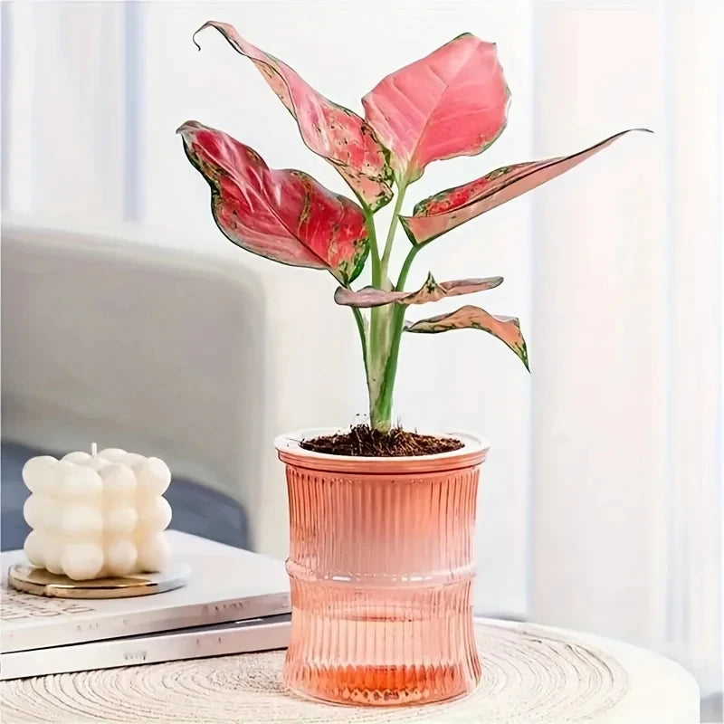 Lazy Hydroponic Flower Pot Automatic Water - Absorbing Transparent Double Layer Planter