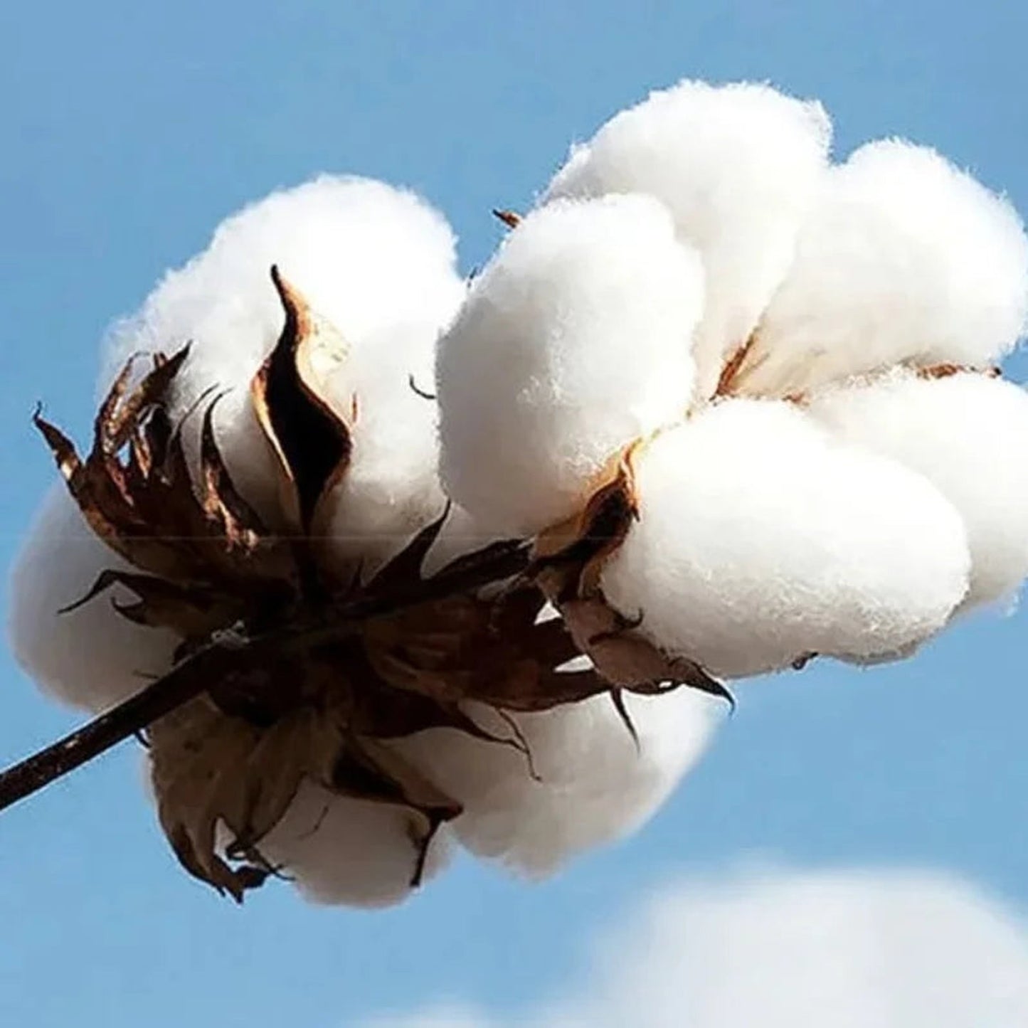 Side View of Cute Cartoon Panda Hoodie for Couples