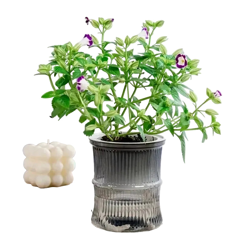 levitating flower pot