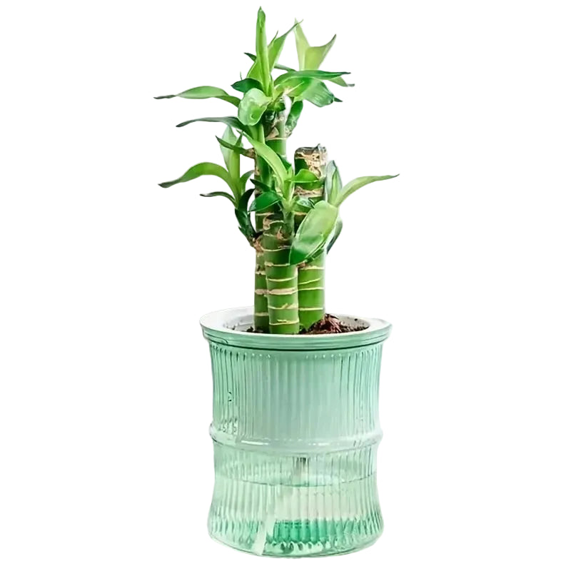 levitating flower pot
